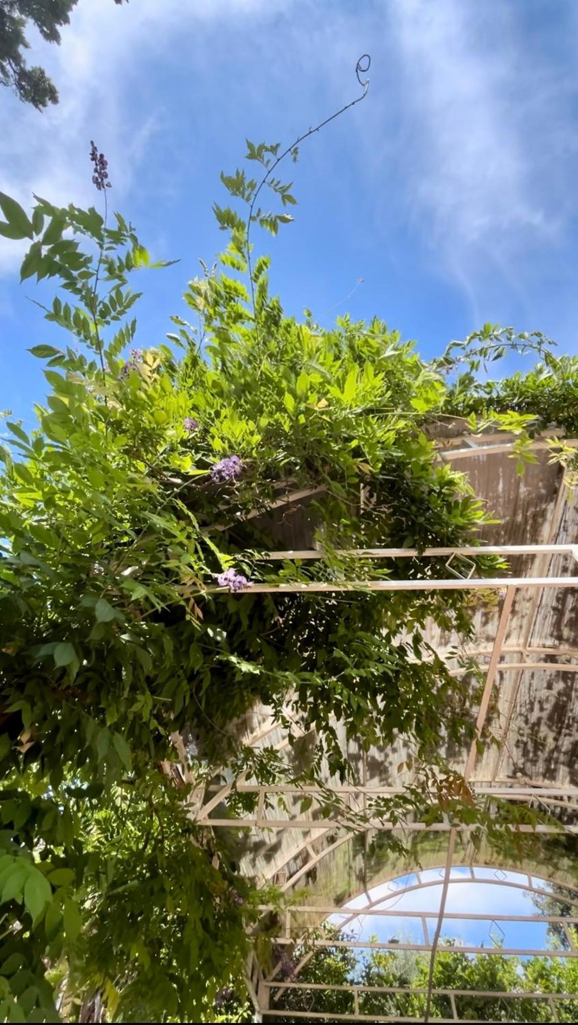 Vakantiehuis Immersa Nel Ischia